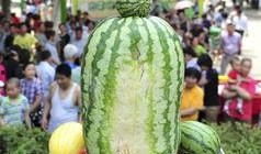 热门大瓜每日大赛,揭秘娱乐圈最新爆料，大赛精彩瞬间回顾