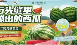 热门大瓜每日大赛,揭秘娱乐圈最新爆料，大赛精彩瞬间回顾